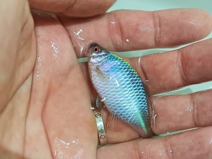 淡水五彩魚【淡水五彩魚彩虹書蟲繪了淡水中五彩魚的神仙魚世界】