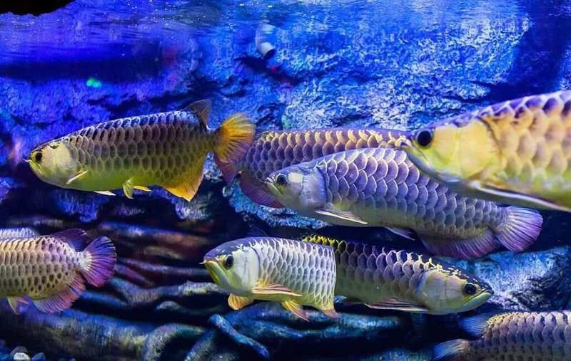 賽級古龍魚最忌諱什么【養龍魚有什么忌諱】 龍魚百科 第2張 賽級古龍魚最忌諱什么【養龍魚有什么忌諱】 賽級古龍魚最忌諱什么【養龍魚有什么忌諱】 龍魚百科 第2張