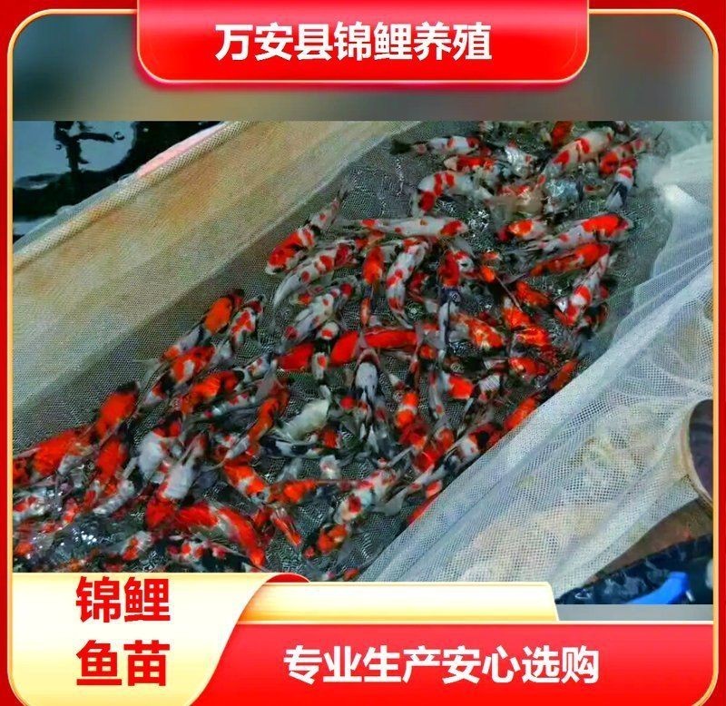 錦鯉是中國的還是日本的【日本錦鯉的起源】