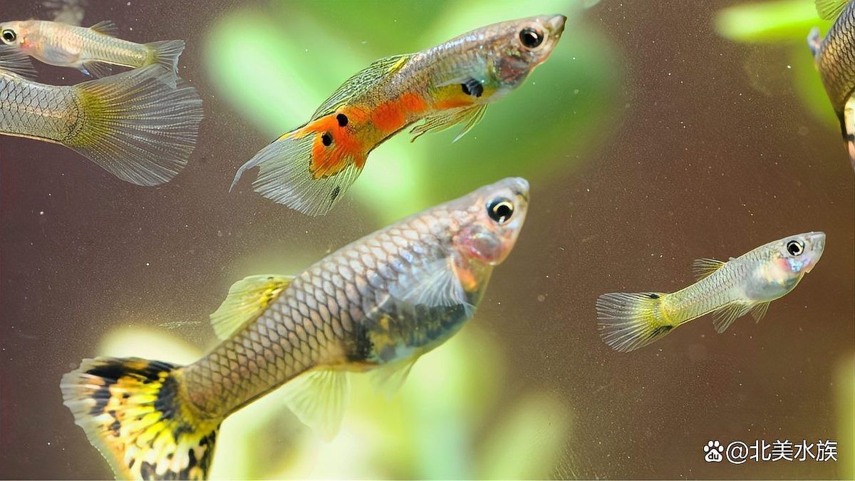 孔雀魚生一個吃一個【 孔雀魚生一個吃一個【\