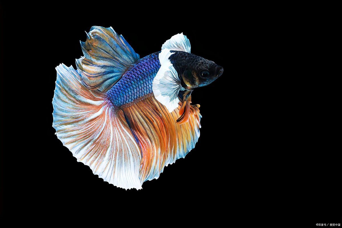 孔雀魚生一個吃一個【\