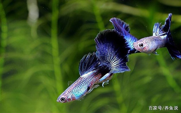 孔雀魚生一個吃一個【\