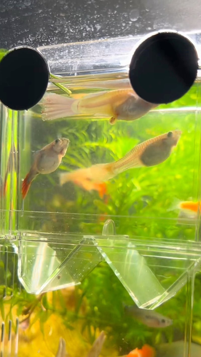孔雀魚生一個吃一個【 孔雀魚生一個吃一個【\