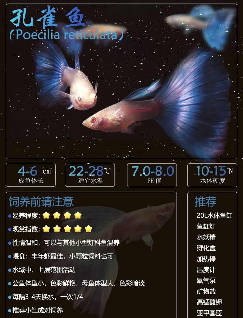 孔雀魚生一個吃一個【 孔雀魚生一個吃一個【\