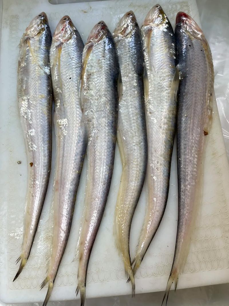 刀魚的圖片【《刀魚：獨特魚類的視覺呈現》】