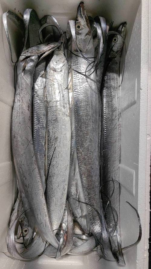 刀魚的圖片【《刀魚：獨特魚類的視覺呈現》】