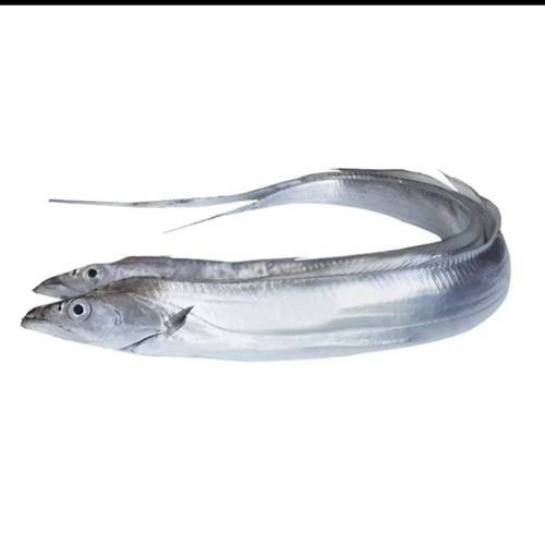刀魚的圖片【《刀魚：獨特魚類的視覺呈現》】
