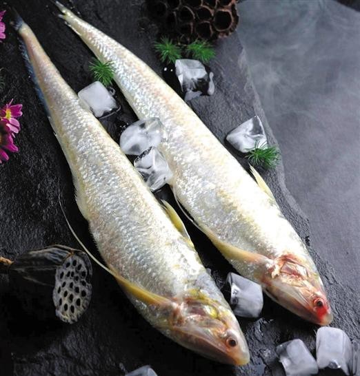 刀魚的圖片【《刀魚：獨特魚類的視覺呈現》】