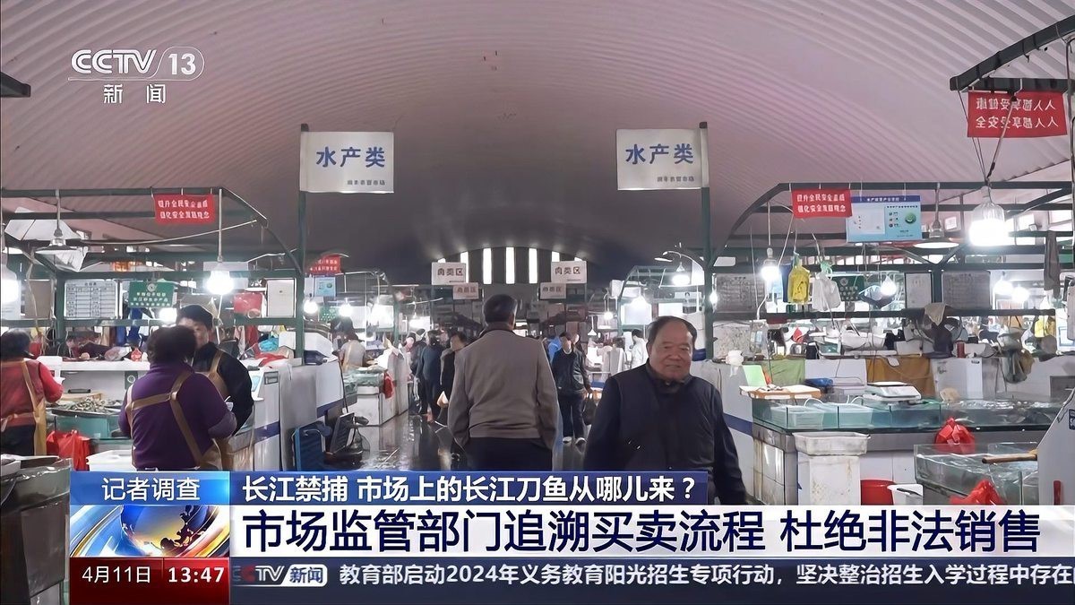 刀魚的圖片【《刀魚：獨特魚類的視覺呈現》】