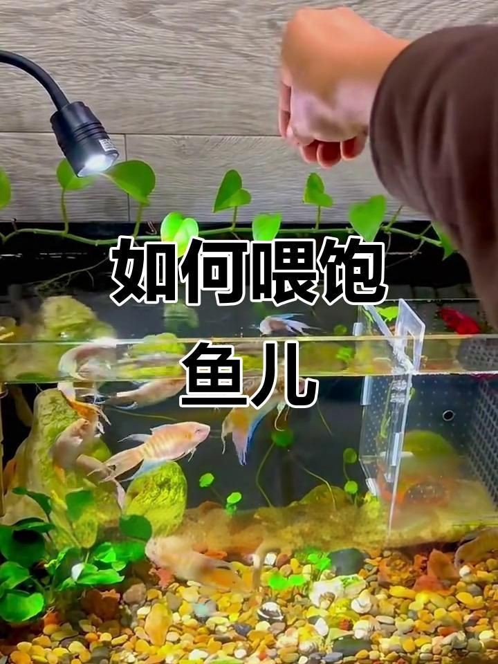 如何判斷小紅龍魚是否吃飽？【如何判斷小紅龍魚是否吃飽】