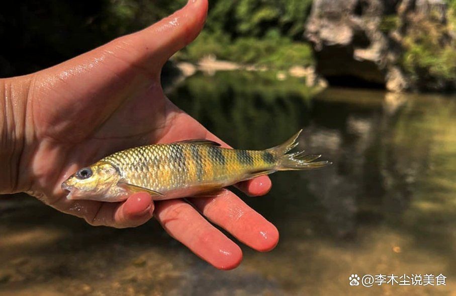 紅石斑魚為什么便宜【為什么紅石斑魚的價格一直下跌？】 紅石斑魚為什么便宜【為什么紅石斑魚的價格一直下跌？】 龍魚論壇 第15張