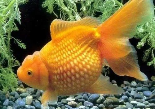 龍魚浮背能自愈嗎【龍魚浮背能否自愈】 龍魚浮背能自愈嗎【龍魚浮背能否自愈】 龍魚百科 第2張