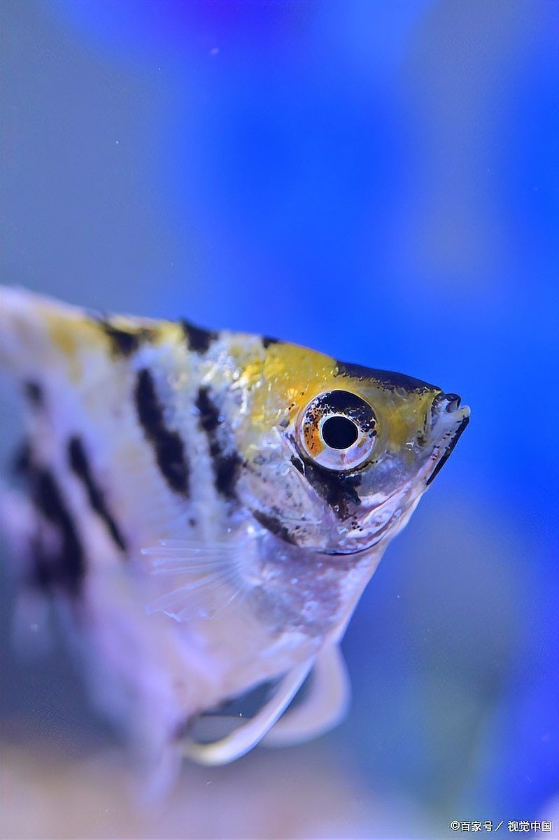 龍魚浮背能自愈嗎【龍魚浮背能否自愈】 龍魚浮背能自愈嗎【龍魚浮背能否自愈】 龍魚百科 第6張