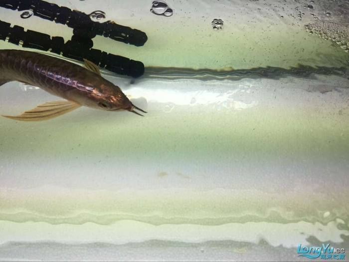 龍魚浮背能自愈嗎【龍魚浮背能否自愈】 龍魚浮背能自愈嗎【龍魚浮背能否自愈】 龍魚百科 第8張