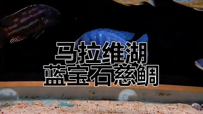 藍寶石魚視頻【坦桑尼亞藍寶石慈鯛以其獨特的淡藍色斑點成為觀賞魚代表】