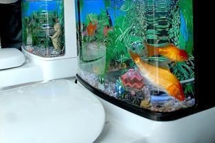 龍魚養5條最好風水學【龍魚養幾條好】 龍魚百科 第2張 龍魚養5條最好風水學【龍魚養幾條好】 龍魚養5條最好風水學【龍魚養幾條好】 龍魚百科 第2張