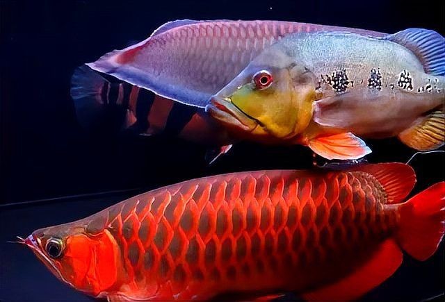 魟魚(yú)一般人壓不住嗎【關(guān)于“魟魚(yú)一般人壓不住嗎”這一問(wèn)題并非絕對(duì)，答案并非絕對(duì)】