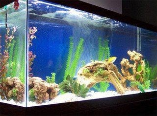 魟魚(yú)一般人壓不住嗎【關(guān)于“魟魚(yú)一般人壓不住嗎”這一問(wèn)題并非絕對(duì)，答案并非絕對(duì)】