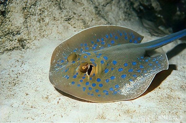 魟魚(yú)一般人壓不住嗎【關(guān)于“魟魚(yú)一般人壓不住嗎”這一問(wèn)題并非絕對(duì)，答案并非絕對(duì)】