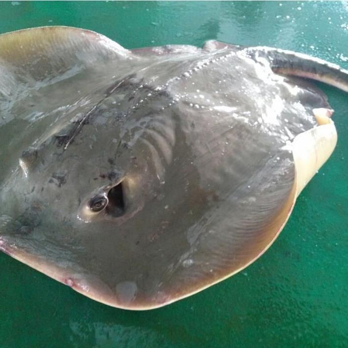 魟魚(yú)一般人壓不住嗎【關(guān)于“魟魚(yú)一般人壓不住嗎”這一問(wèn)題并非絕對(duì)，答案并非絕對(duì)】