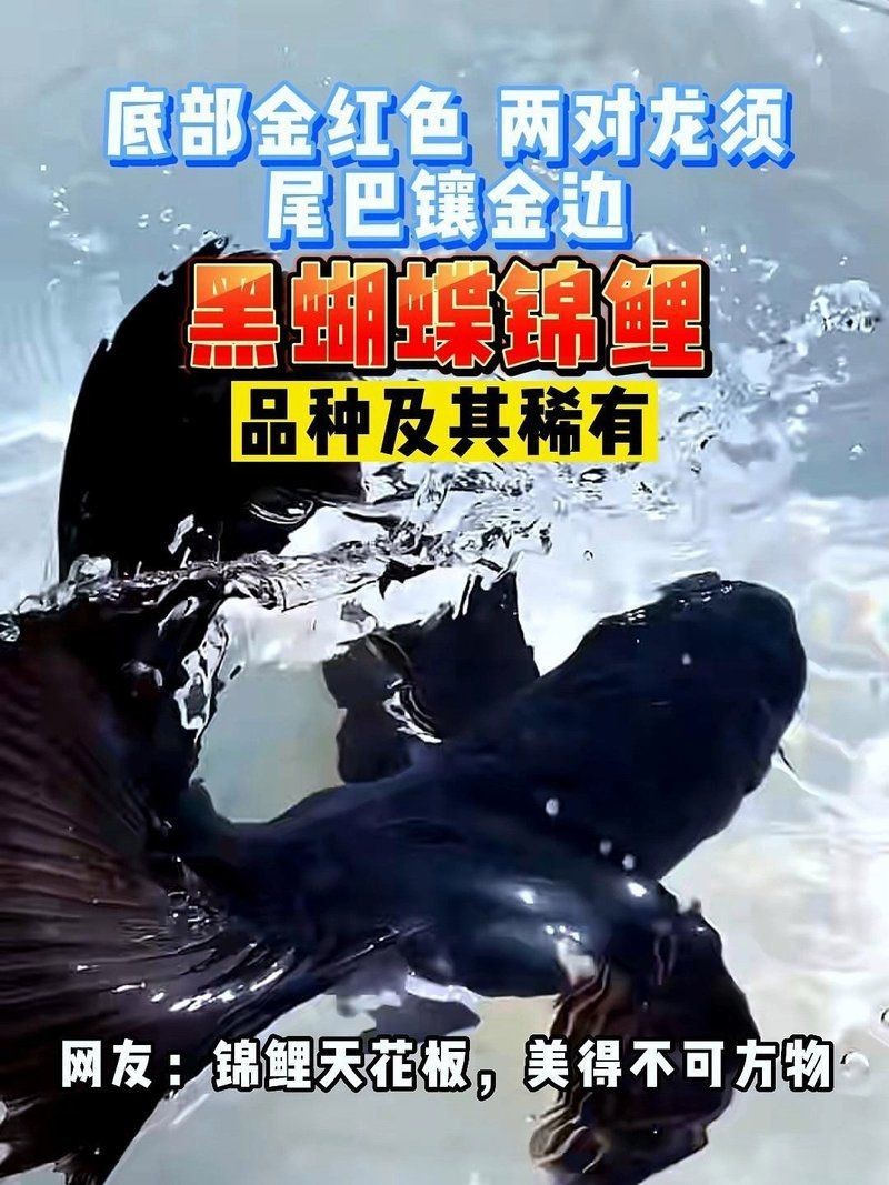 蝴蝶鯉最不值錢的顏色【白色系蝴蝶鯉vs白色系蝴蝶鯉】 蝴蝶鯉最不值錢的顏色【白色系蝴蝶鯉vs白色系蝴蝶鯉】 龍魚論壇 第7張