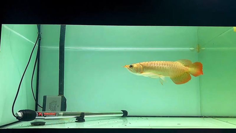 紅龍魚胸鰭最長能長到多少？【紅龍魚胸鰭多久長一次】