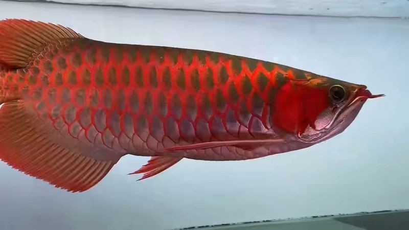 紅龍魚胸鰭最長能長到多少？【紅龍魚胸鰭多久長一次】