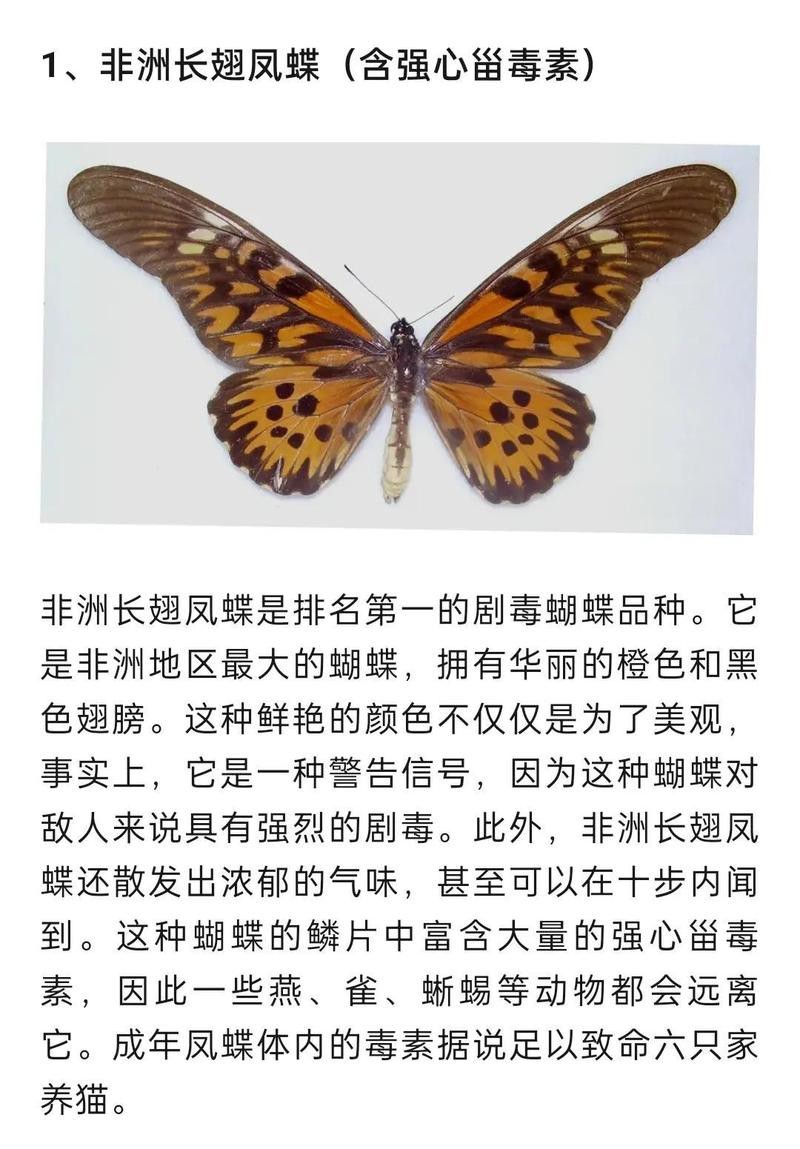 十大毒蝴蝶【10種劇毒蝴蝶及其毒性來源揭秘】