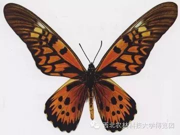 十大毒蝴蝶【10種劇毒蝴蝶及其毒性來源揭秘】