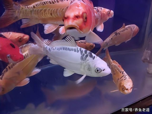 德系皮鯉發白【德系皮鯉體色發白怎么辦】