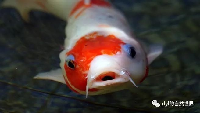 德系皮鯉發白【德系皮鯉體色發白怎么辦】
