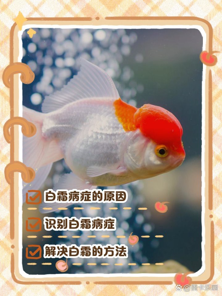 德系皮鯉發白【德系皮鯉體色發白怎么辦】