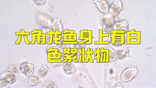 龍魚真菌感染如何治療？【龍魚真菌感染怎么辦】
