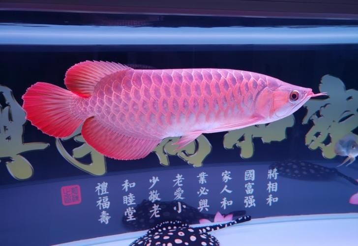 龍魚養一條好嗎圖片【關于龍魚養一條好不好的問題】 龍魚百科 第23張 龍魚養一條好嗎圖片【關于龍魚養一條好不好的問題】 龍魚養一條好嗎圖片【關于龍魚養一條好不好的問題】 龍魚百科 第23張