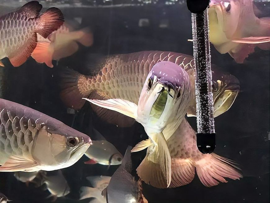 龍魚養一條好嗎圖片【關于龍魚養一條好不好的問題】 龍魚百科 第25張 龍魚養一條好嗎圖片【關于龍魚養一條好不好的問題】 龍魚養一條好嗎圖片【關于龍魚養一條好不好的問題】 龍魚百科 第25張