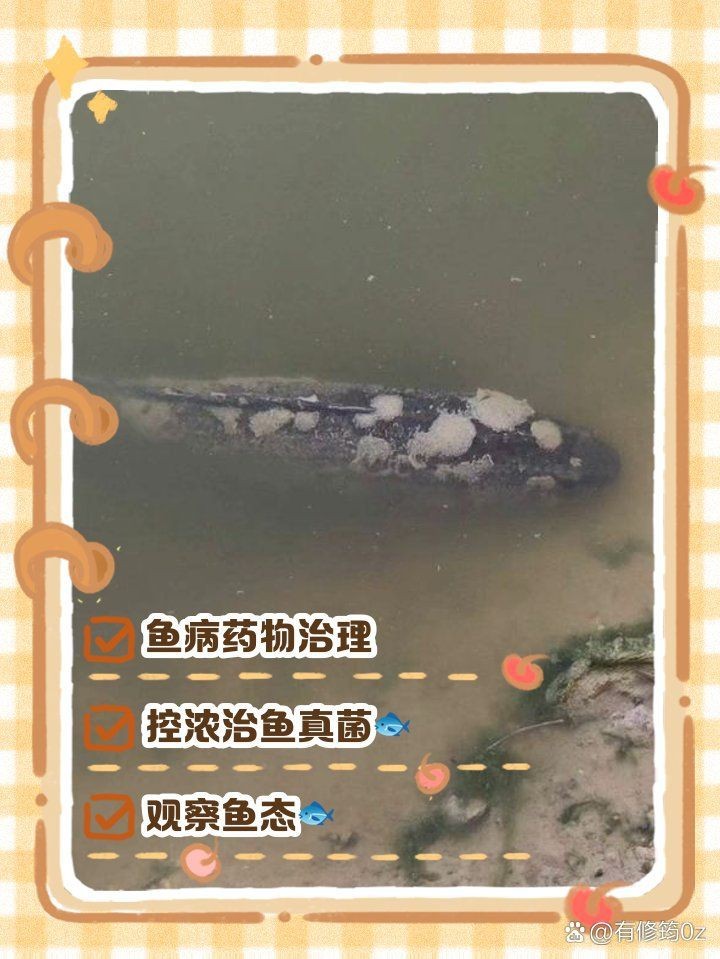 龍魚真菌最怕三種東西【龍魚真菌怎么辦】