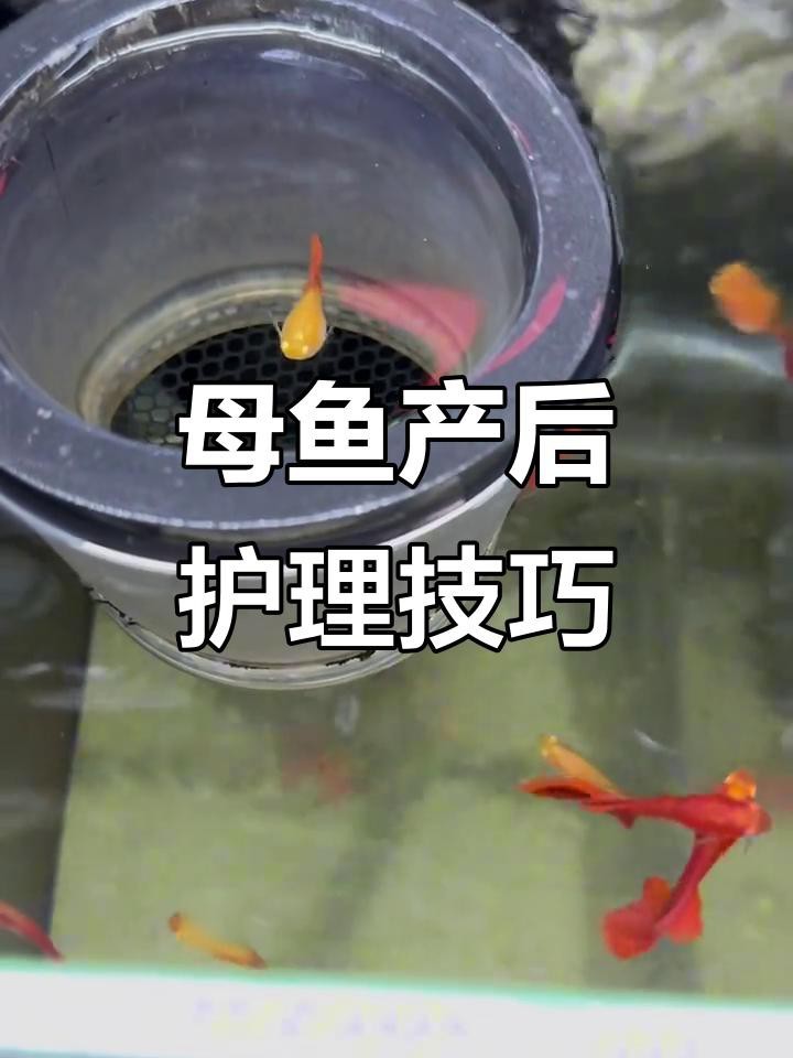 金龍魚生小魚后如何護(hù)理？【母魚生完小魚后，如何正確照顧避免意外】