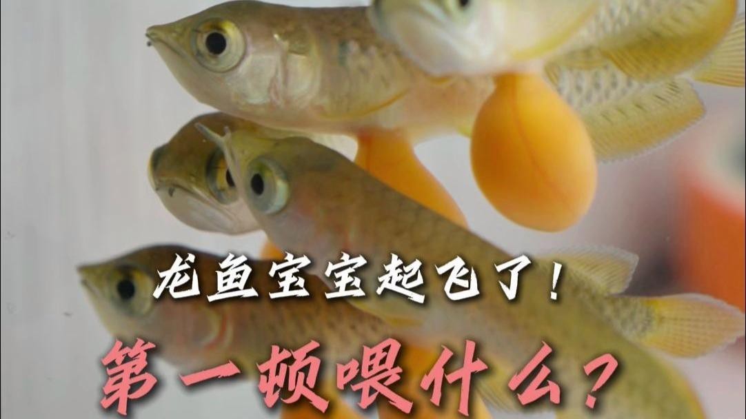 金龍魚生小魚后如何護(hù)理？【母魚生完小魚后，如何正確照顧避免意外】