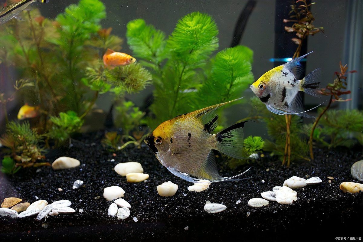 魚不愛游動趴在缸底怎么辦【當魚不愛游動趴在缸底時，可從多方面分析解決，首先檢查水質】