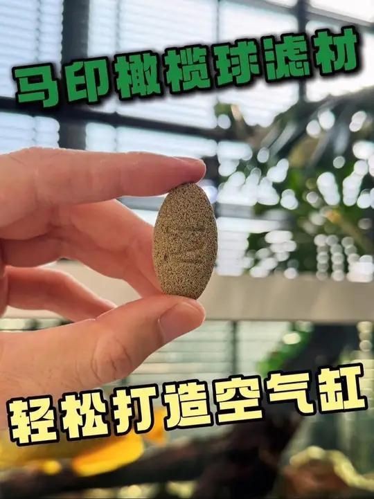 馬印橄欖球濾材好嗎？【馬印橄欖球濾材怎么樣】 馬印橄欖球濾材好嗎？【馬印橄欖球濾材怎么樣】 龍魚百科 第9張