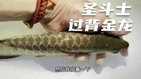 如何判斷過背金龍是否六排亮【判斷過背金龍是否六排亮可從多方面入手，從多方面入手】