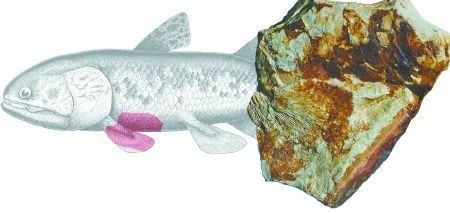 肺魚快滅絕了嗎【肺魚的生存狀況】 肺魚快滅絕了嗎【肺魚的生存狀況】 龍魚論壇 第5張