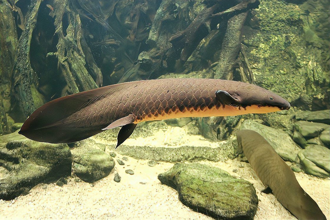 肺魚快滅絕了嗎【肺魚的生存狀況】 肺魚快滅絕了嗎【肺魚的生存狀況】 龍魚論壇 第2張