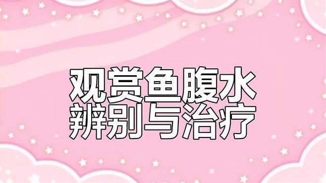 如何判斷魚腹水是否嚴(yán)重？【奶兔球球腹水初期癥狀與治療觀賞魚腹水初期癥狀與治療】