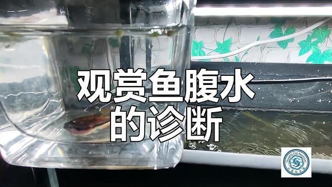 如何判斷魚腹水是否嚴(yán)重？【奶兔球球腹水初期癥狀與治療觀賞魚腹水初期癥狀與治療】