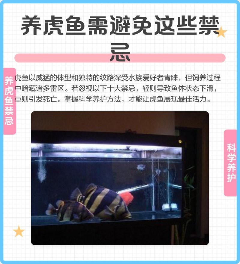 四紋虎魚最忌三種魚【四紋虎魚最忌諱混養的三種魚類并附科學防治方案】