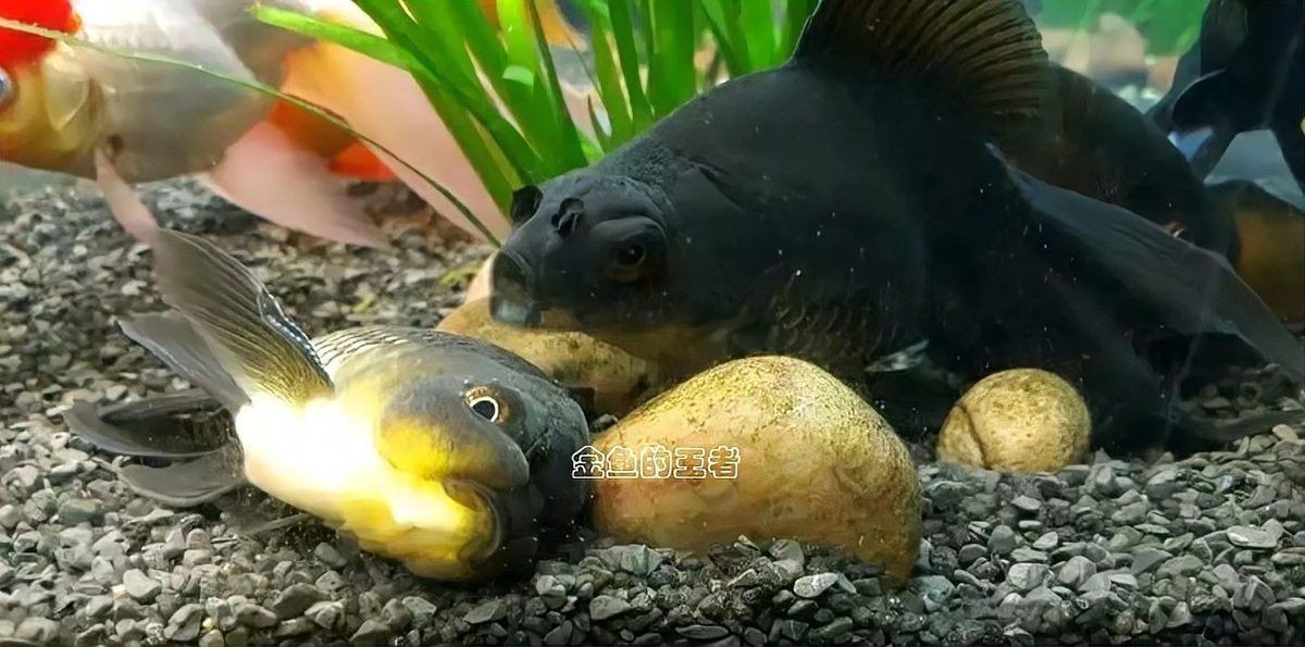 魚兒趴缸底多久會死？【金魚趴缸底會自愈嗎】 魚兒趴缸底多久會死？【金魚趴缸底會自愈嗎】 龍魚百科 第8張