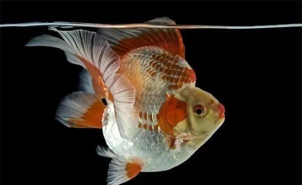 龍魚水霉病治療期間需要停食嗎？【為什么魚生病了要停食這些要點你需要了解！】