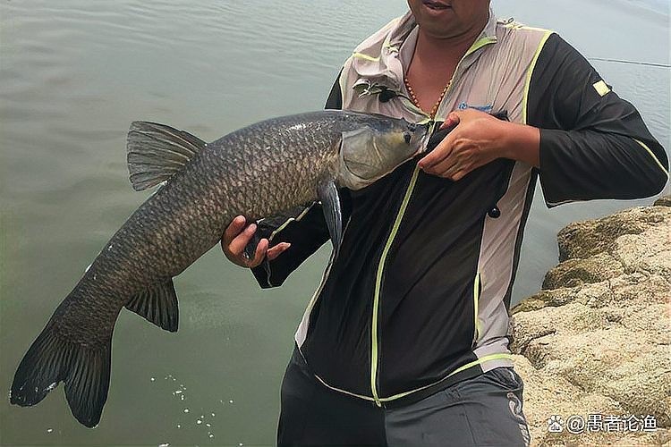 風水魚多少錢一條【風水錦鯉阿里巴巴1688多種風水魚價格是多少錢一條】