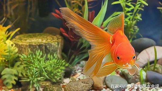 風水魚多少錢一條【風水錦鯉阿里巴巴1688多種風水魚價格是多少錢一條】